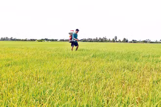 Diện tích lúa hè thu ở xã Thạnh Phú bị bệnh đạo ôn nặng.