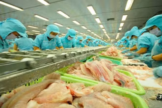 Bộ Thương mại Hoa Kỳ chính thức miễn thuế chống bán phá giá đối với 7 doanh nghiệp xuất khẩu cá tra Việt Nam trong kỳ rà soát POR20. (Ảnh minh họa)
