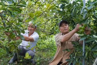 Vườn chanh của nông dân Phạm Văn Niềm, Hợp tác xã Dịch vụ nông nghiệp Mỹ Long, tỉnh Đồng Tháp. (Ảnh: nhandan.vn)