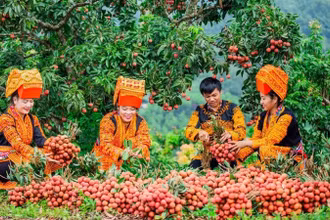 Thu hoạch vải tại Bắc Giang. (Ảnh: nhandan.vn)