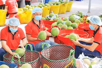 Kiểm tra trái cây trước khi xuất khẩu tại Công ty Vina T&T Group. (Ảnh: MINH HÀ)