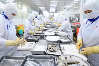 Chế biến thủy sản xuất khẩu tại Công ty cổ phần Thủy sản Cafatex (Hậu Giang). (Ảnh: nhandan.vn)