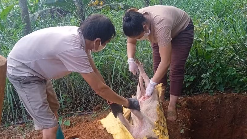 Lấy mẫu bệnh phẩm, tiêu hủy lợn mắc dịch tả lợn châu Phi ở Cao Bằng. Ảnh: Báo Cao Bằng