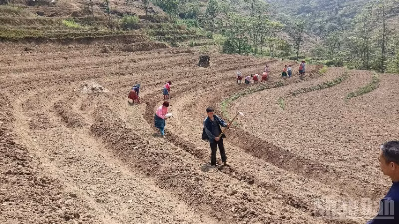 Đồng bào các dân tộc tỉnh Cao Bằng chuyển đổi đất rẫy trồng cây lương thực sang trồng cây dược liệu, mang lại hiệu quả kinh tế cao.