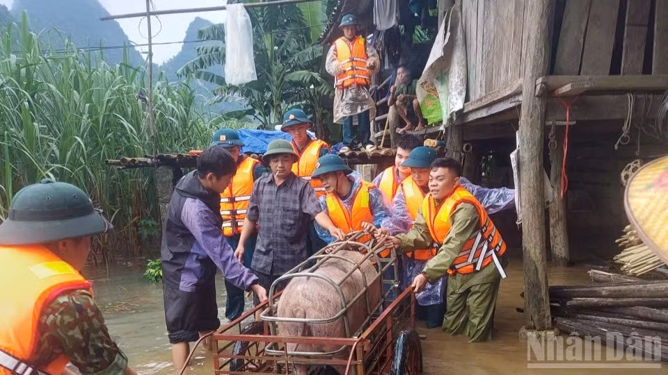 Lực lượng xã Bế Văn Đàn hỗ trợ người dân di chuyển vật nuôi đến nơi an toàn.