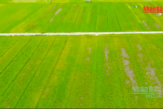[Video] Nâng giá trị cây rau má từ vùng nguyên liệu địa phương