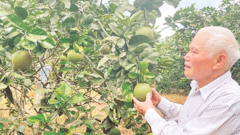Ông Hoàng Văn Nghị bên vườn bưởi da xanh.
