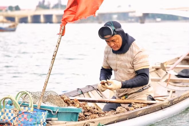 Nghề lặn cạy hàu vất vả và chỉ làm được trong mùa hè khi dòng nước tương đối ổn định.