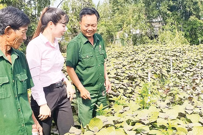 Hội Cựu chiến binh tỉnh Tây Ninh phối hợp chặt chẽ với Ngân hàng Chính sách xã hội lồng ghép vay vốn tín dụng chính sách giúp hội viên phát triển kinh tế, vươn lên làm giàu.