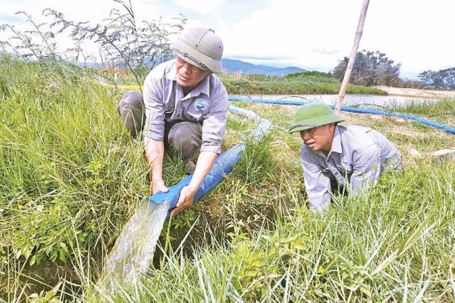 Công nhân Chi nhánh thủy nông Bố Trạch lắp hệ thống máy bơm dã chiến đưa nước về tưới cho đồng ruộng Bắc Trạch.