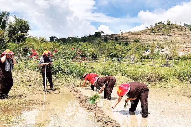 Du khách trải nghiệm cấy lúa tại Hợp tác xã Du lịch nông nghiệp Nông Trại Vui, xã Diên Lâm.