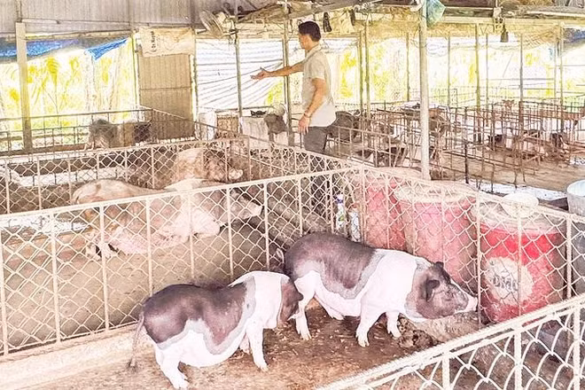 Cơ quan chức năng khuyến cáo người chăn nuôi cần áp dụng các biện pháp chăn nuôi an toàn sinh học.