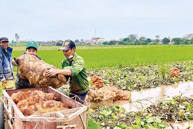 Cây dược liệu trạch tả vừa mang lại kinh tế cao cho người nông dân, vừa cải tạo đất hiệu quả tại xã Khánh Hội (Ảnh YẾN TRINH)