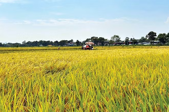 Mô hình cánh đồng mẫu lớn giúp tăng cường cơ giới hóa nông nghiệp, nâng cao hiệu quả sản xuất.