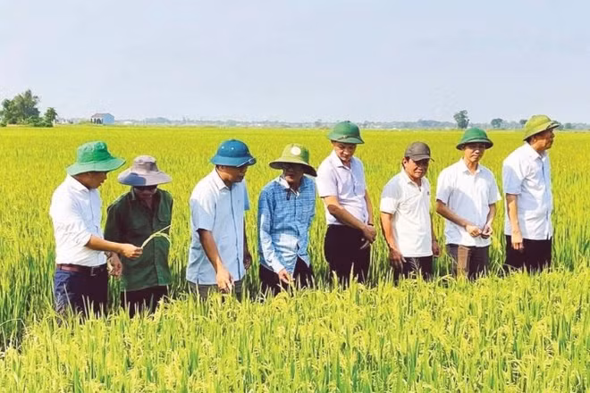 Lãnh đạo xã Triệu Cơ kiểm tra, đánh giá chất lượng ruộng lúa canh tác theo quy trình tự nhiên trước khi thu hoạch.