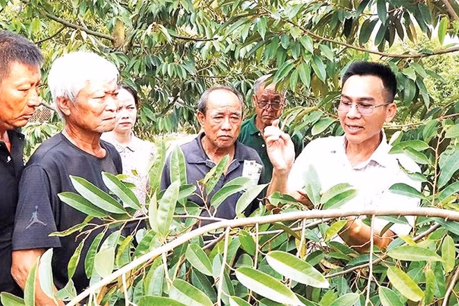Nông dân xã Đất Đỏ tập huấn thực tế kỹ thuật trồng và chăm sóc cây sầu riêng.
