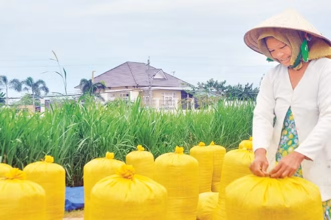 Nông dân Đồng Tháp thu hoạch lúa chất lượng cao.