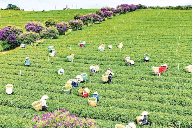 Thu hoạch chè tại vùng chè Lâm Đồng - “trụ đỡ” của kinh tế nông nghiệp địa phương.