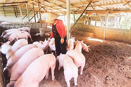 Việc nuôi lợn an toàn sinh học tại các hộ chăn nuôi nhỏ lẻ là khả thi. (Nguồn: H&D J.S.C)