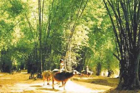 Những lũy tre đang dần bị chặt bỏ.