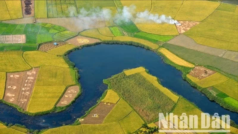 Cánh đồng Bắc Sơn, Lạng Sơn mùa lúa chín. (Ảnh: VŨ LINH) 