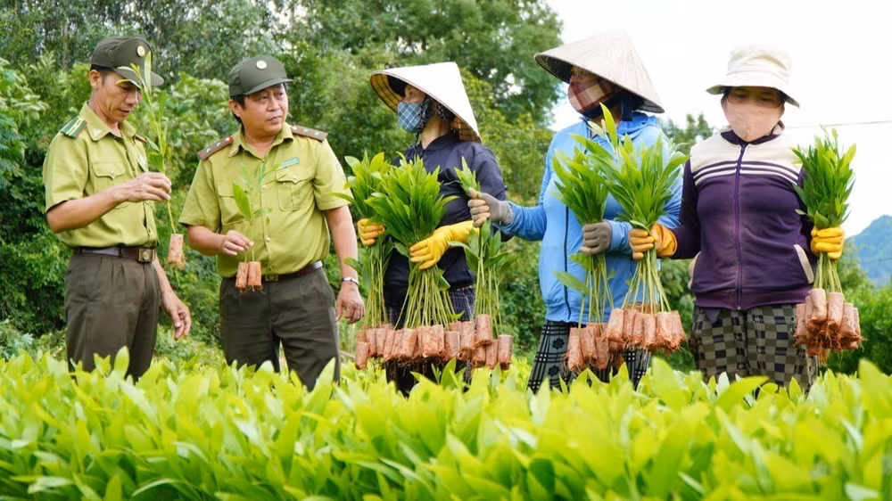 Cán bộ Chi cục Kiểm lâm tỉnh Phú Yên hướng dẫn người dân kiểm tra chất lượng cây giống trước khi trồng rừng. (Ảnh: Xuân Triệu - TTXVN)