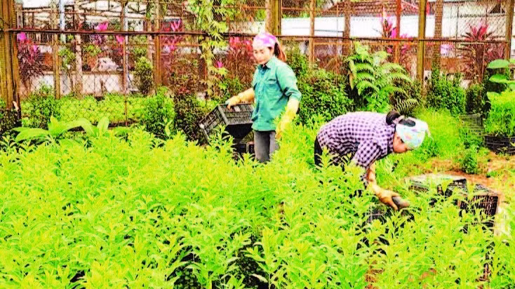 Phát triển sinh kế cho nhân dân ở vùng đệm Vườn quốc gia Ba Vì. (Ảnh: HẢI LÂM)