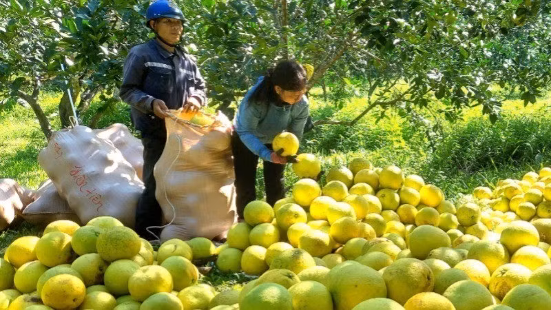 Nhãn hiệu chứng nhận “Bưởi Tuyên Hóa” tạm thời được giao cho Sở Khoa học và Công nghệ Quảng Bình quản lý khi bỏ cấp huyện.
