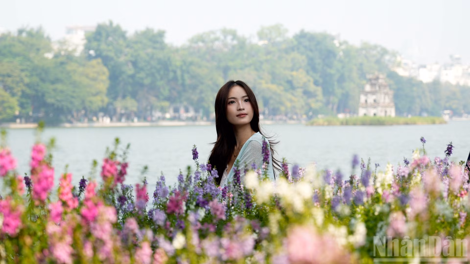 Những thảm hoa violet Nhật nở rộ bao quanh một góc Hồ Gươm thu hút đông đảo các bạn trẻ đến tham quan, chụp ảnh. (Ảnh: QUỲNH ANH)