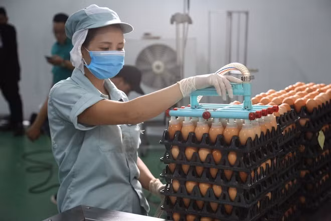 Chế biến trứng gà ăn liền tại Dabaco Group.