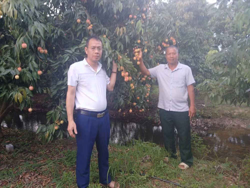 Ông Vũ Hồng Ngân (bên phải) tại vườn vải trứng của gia đình.