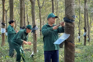 Công nhân Công ty cổ phần cao-su Điện Biên cạo mủ tại vườn cây trên địa bàn xã Chiềng Sinh. (Ảnh: LÊ LAN)