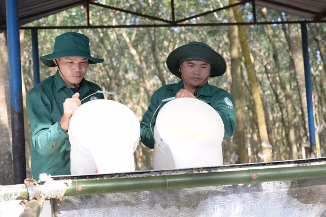 Công nhân trút mủ cao-su tại vườn cây Công ty Cao-su Việt Lào. (Ảnh Đào Phong)