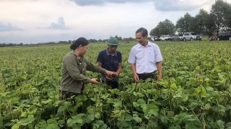 Nông dân xã Đức Minh, tỉnh Hà Tĩnh thu hoạch giống đậu xanh 12ĐX02.