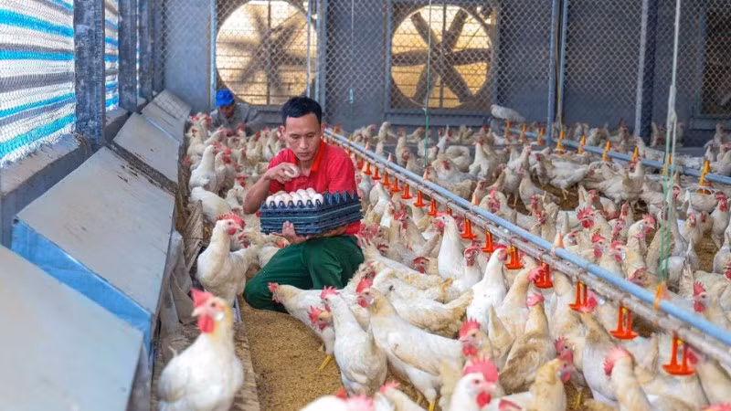 Trang trại chăn nuôi gà Ai Cập lấy trứng tại xã Tam Dương (Phú Thọ) được xây dựng theo mô hình khép kín, áp dụng công nghệ cao. (Ảnh TRÀ HƯƠNG)