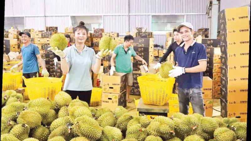 Thu mua sầu riêng tại xã Krông Pắc, tỉnh Đắk Lắk. (Ảnh CÔNG LÝ)