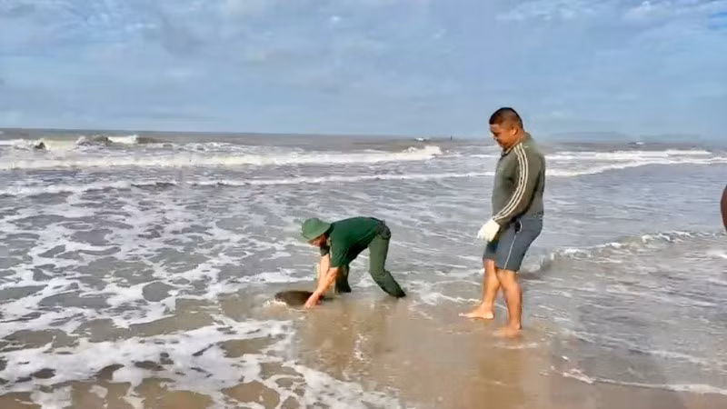 Bộ đội Biên phòng phối hợp lực lượng chức năng thả rùa biển về đại dương. (Ảnh: QUANG TIẾN)