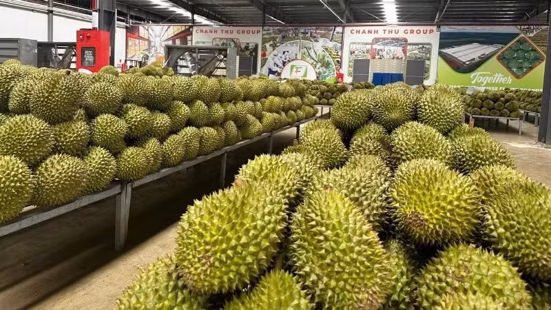 Đơn giản hóa cấp mã số vùng trồng, cơ sở đóng gói, tạo thuận lợi cho xuất khẩu nông sản.