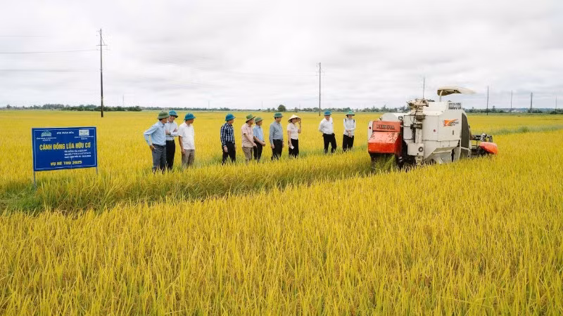 Tỉnh Quảng Trị hiện có hơn 2.000ha lúa áp dụng mô hình giảm phát thải khí nhà kính.