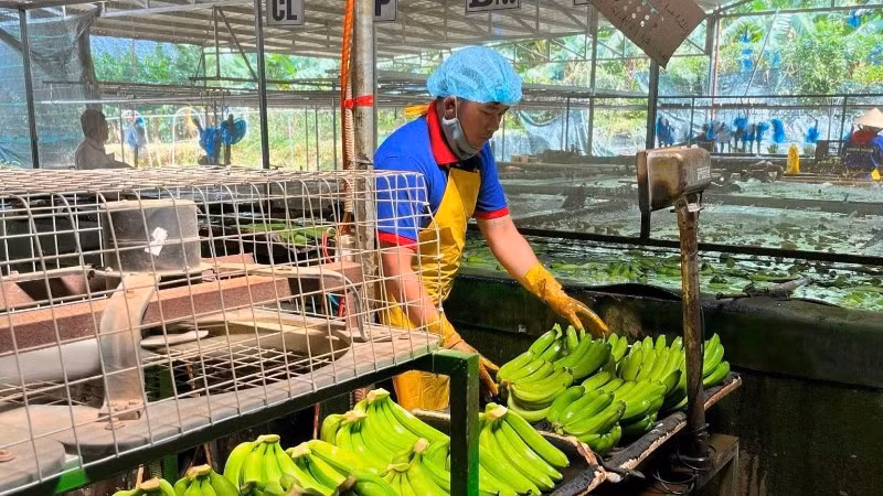 Sơ chế chuối trước khi đóng gói xuất khẩu tại Công ty cổ phần Nông nghiệp An Thịnh Khang Farm (tỉnh Gia Lai).