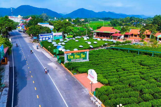 Vườn chè kết hợp du lịch nông nghiệp của Hợp tác xã Chè Hảo Đạt, xã Tân Cương.