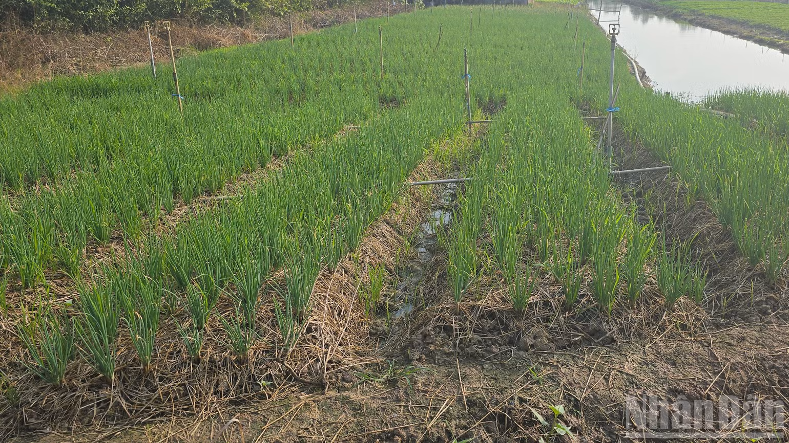 ndo_br_a5-8897.jpg
