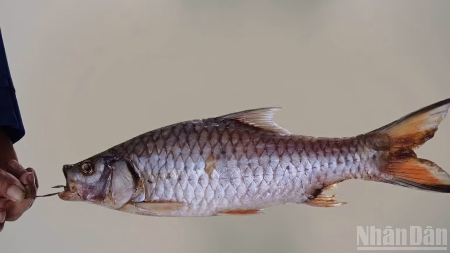 ndo_br_ca-ngua-cau-dinh.jpg