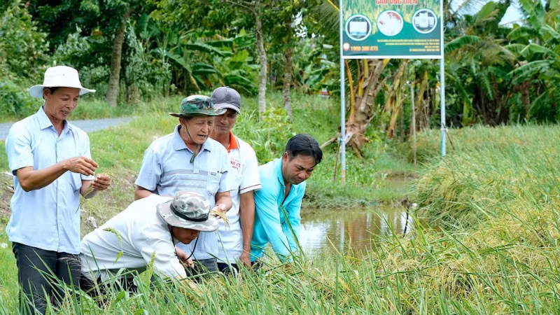 Tham gia Đề án 1 triệu ha lúa chất lượng cao giúp nông dân miền Tây có sự chuyển biến mạnh mẽ về tư duy sản xuất. (Ảnh NGUYỄN HỮU TÙNG) 