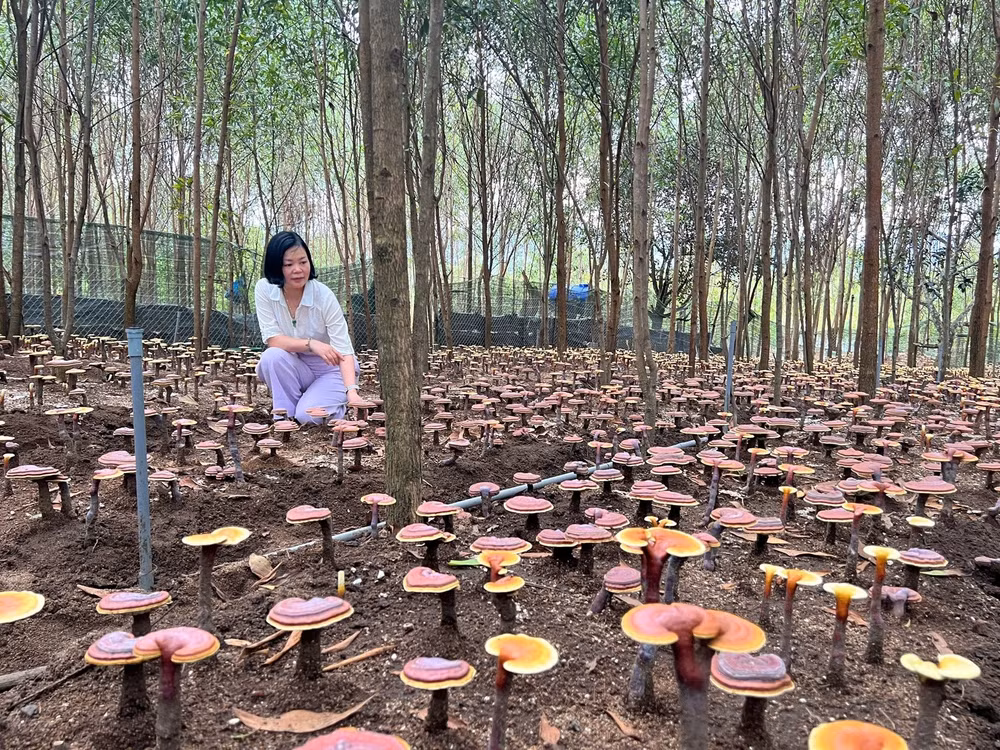 Mô hình trồng nấm linh chi đỏ dưới tán keo do TS Hà Thị Thu Huế cùng nhóm nghiên cứu triển khai đã thu hút hơn 20 hộ dân tham gia. Ảnh VNU.
