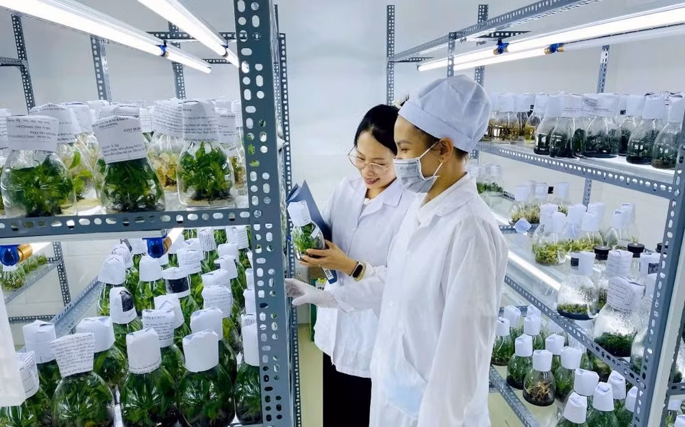 Lưu giữ nguồn gen cây giống cấy mô tại Trung tâm Đổi mới sáng tạo và chuyển đổi số tỉnh Lâm Đồng.