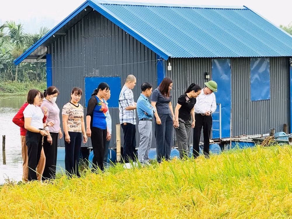 Khách tham quan mô hình “cánh đồng xanh 3 không” của gia đình ông Lưu Văn Vọng.. Ảnh: Thu Thủy