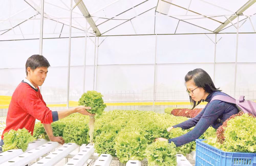 Lâm Đồng tích cực xây dựng các mô hình sản xuất rau công nghệ. Ảnh: VĂN BẢO