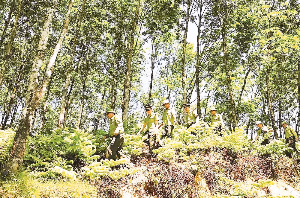 Một chuyến tuần tra, bảo vệ rừng của lực lượng kiểm lâm tỉnh Quảng Ninh.