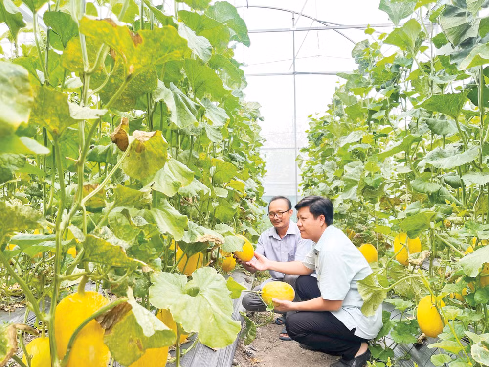 Mô hình trồng dưa lưới trong nhà màng tại Nha Bích. Ảnh: Thanh Tâm
